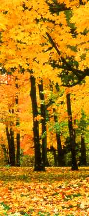 Sugar Maple, Pattison State Park, Wisconsin (Mary Liz Austin)