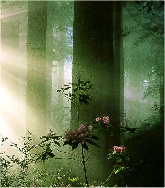 Rainforest Sunrays